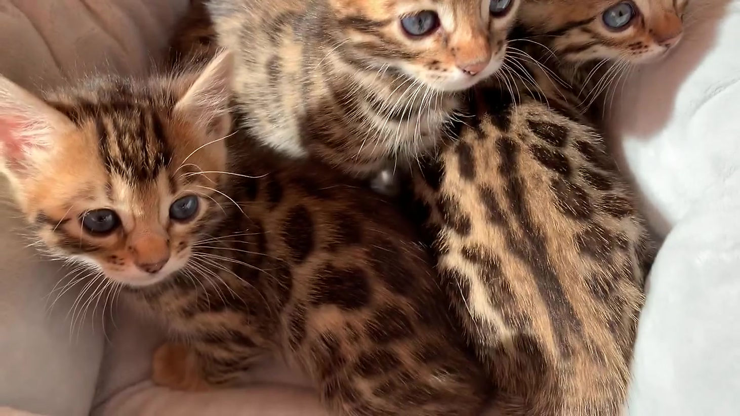 Chatons Bengals
